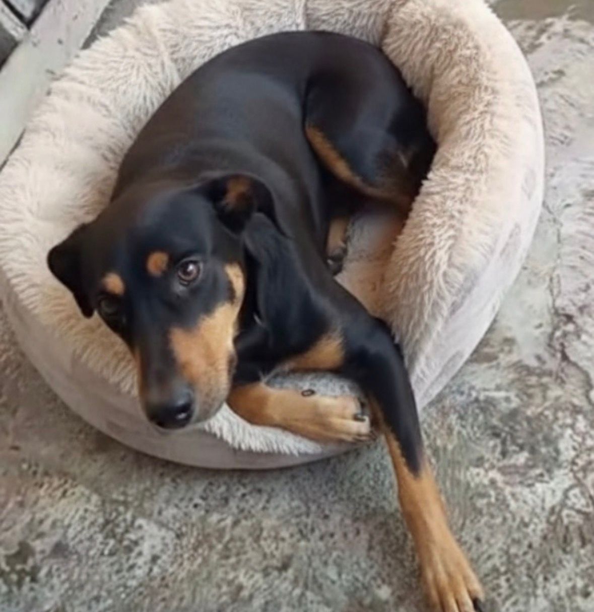 Emilio - Mix de Rottweiler