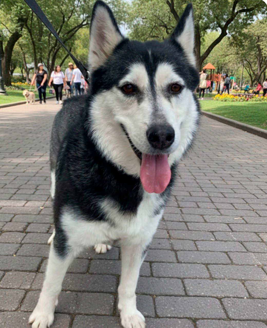 Khala - Cruza de Husky